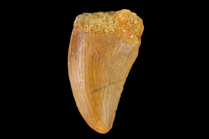 Serrated, Juvenile Carcharodontosaurus Tooth - Morocco #134983